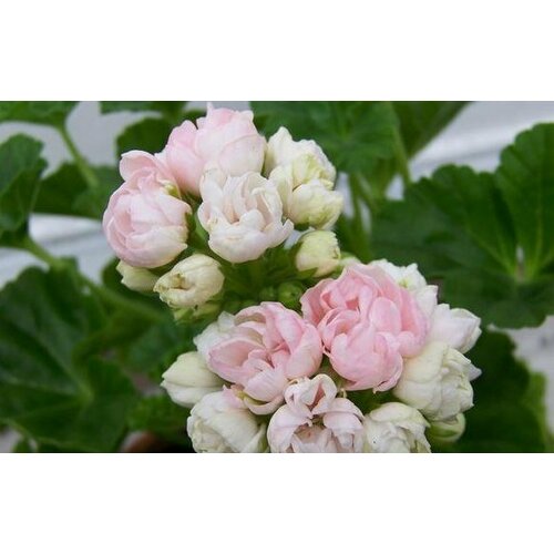 ���� ������ ���������� �������������� �������� ������� 4 �� (1 �������� (O)) ������ ������