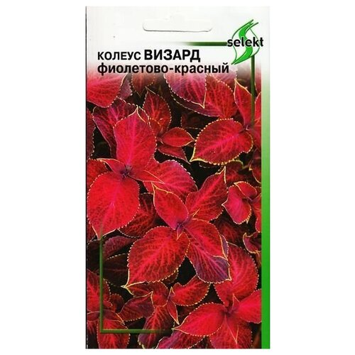 ���� ������ ������, ���������-�������, 15 ����� ������ ������