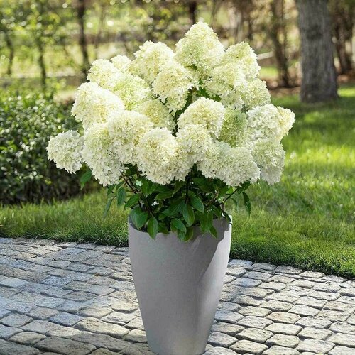 ���� ��������� ����� �����������, ��� ���������� � �������� �����������, ������ ������ ������