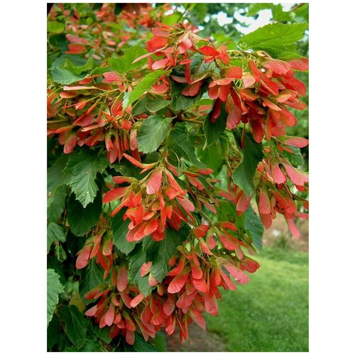     (Acer tataricum), 20    -     , -, 