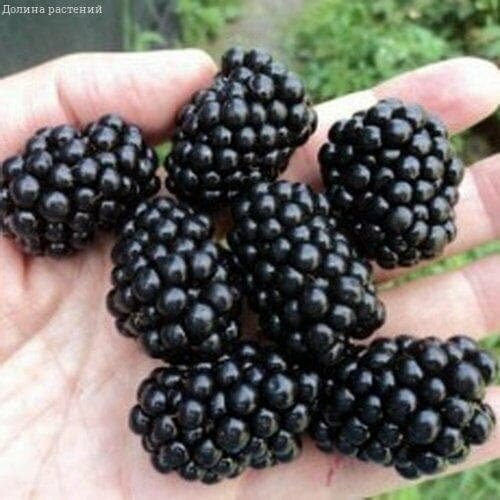 ���� ������� ��������� ������� (1 ������� � ������ 15-20 ��) ������ ������