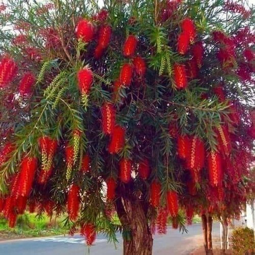 ���� ����������� ������ 200 ���� / ��������������� ��������, �������������� (����������� �����) 