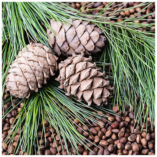 ���� ���� ��������� ��������, ������, 20 ��, ���������, ������� ���������, �������� ������ ������ ������