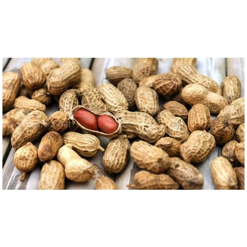    (. Arachis Hypogaea)  25   -     , -, 