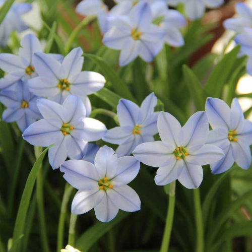 ���� Ipheion Uniflorum Rolf(10 �������) ������ ������