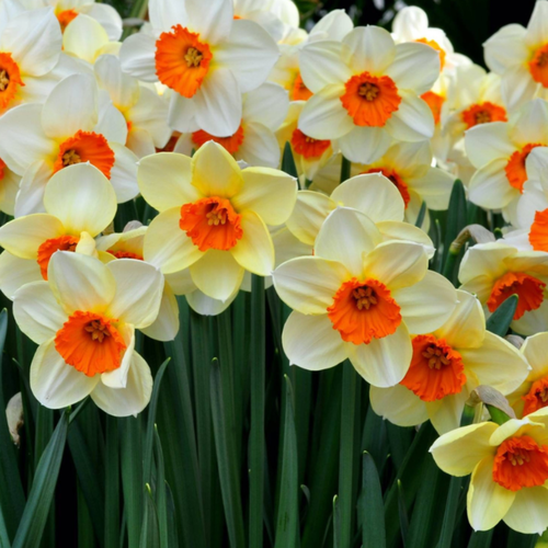 ���� ������� SEMPLRE AVANTI (5 �������) ������ ������