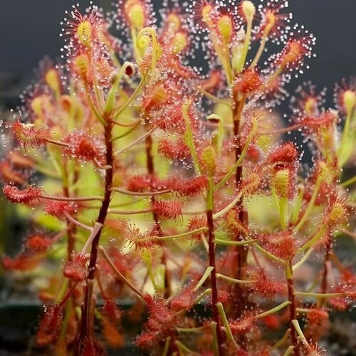 ���� ������ ��������� �������, Drosera Madagascariensis 10+ ��, ������ ��������, ��������� ��� ������ ������