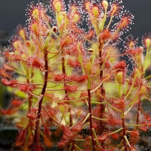     MADAGASCARIENSIS 10+  (Drosera Madagascariensis),  ,     -     , -, 