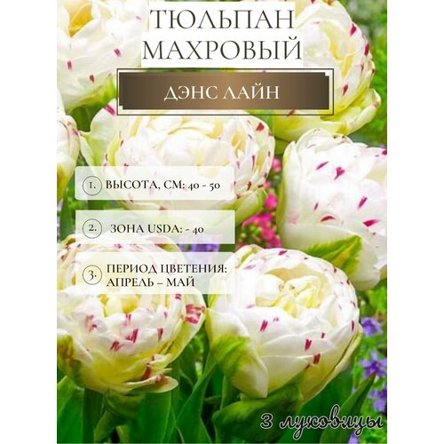 ���� ������� �������� ����������� ������ ������ ������