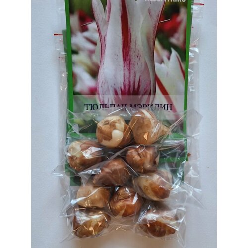 ���� �������� ������� ������� - 10 ��. ������ ������