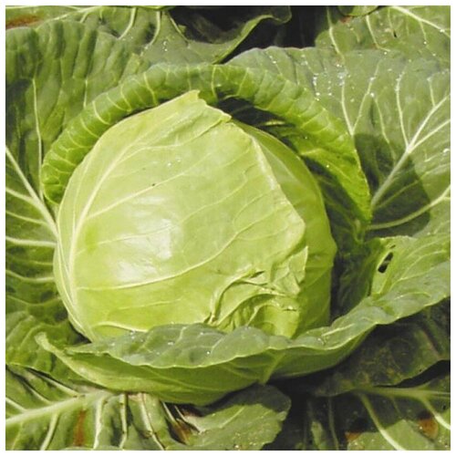 ���� ������ ������ ������� ������������ �������� 30 ��. ������ ������