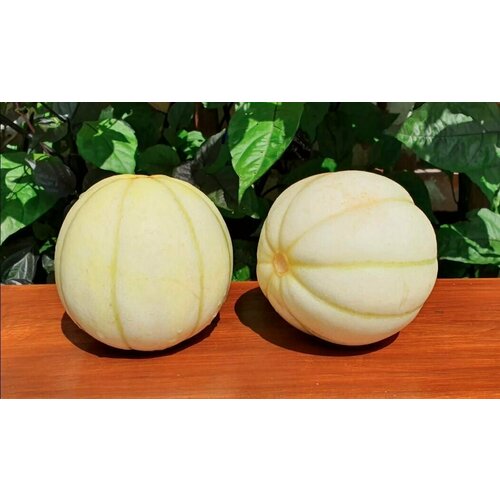 ���� ������ ���� �������� ���������� ���� (Kiku Chrysantemum) / Seeds And Goods / � �������� zip-lock ��� ���������� 5 ����� ������ ������