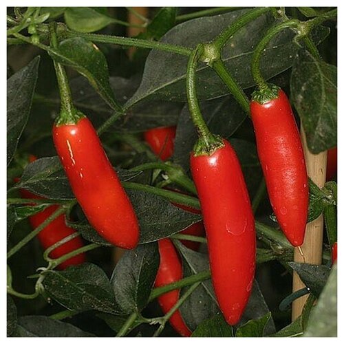    Serrano Tampiqueno (. Capsicum annuum Serrano)  5   -     , -, 