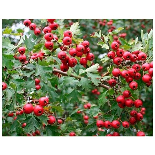    (. Crataegus pinnatifida)  15   -     , -, 