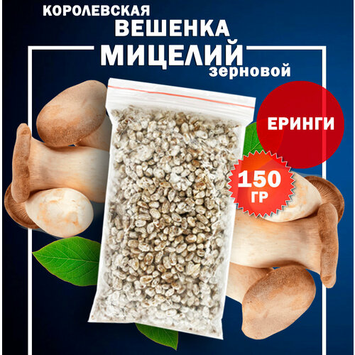 ���� ������� ����������� ������� ������ �������� - 150 �� ������ ������