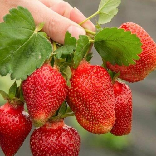 ���� �������� (�������������) ���� 5 �� ������ ������