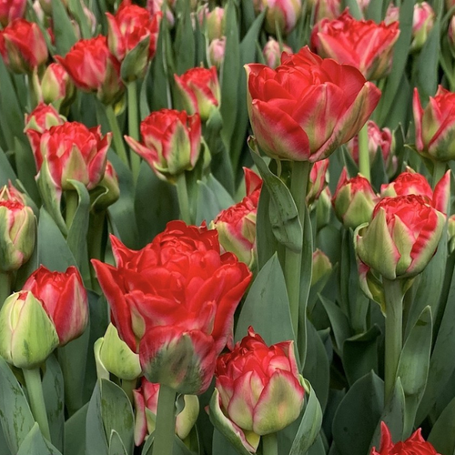 ���� �������� �������� POMPLONA ( 10 �� ) ������ ������