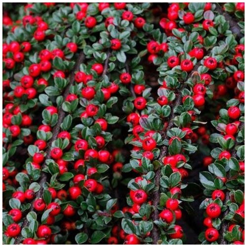    (. Cotoneaster lucidus) -   40   -     , -, 