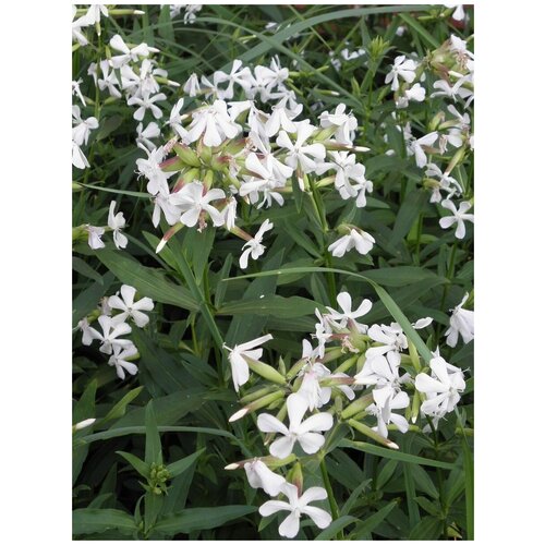      (Saponaria officinalis), 40    -     , -, 