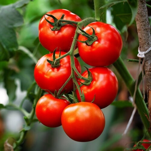 ���� ����� ���� F1, ������ �������������� ������������� ������ � ������� ����������� ������ ������ � ������������� � ������������, 10 ����� ������ ������