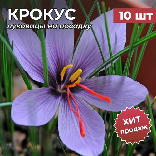 ���� �������� ������� �� ������� 