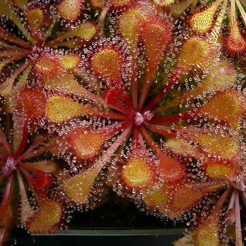    , Drosera Collinsiae Faryland 10+ ,  ,     -     , -, 