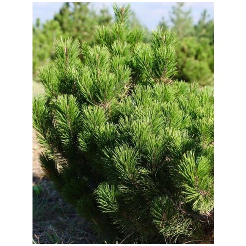      (Pinus mugo), 20    -     , -, 