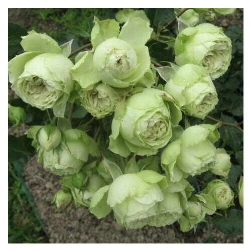 ���� ���� ���������� ����� ���� 2 �� ������ ������