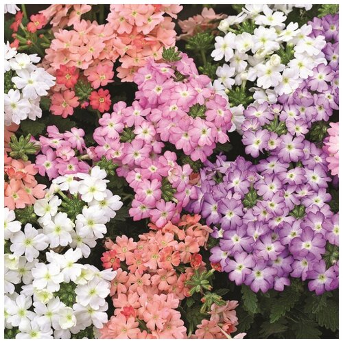 ���� ������ ������ ������� ������� ����� 40 ��. ������ ������