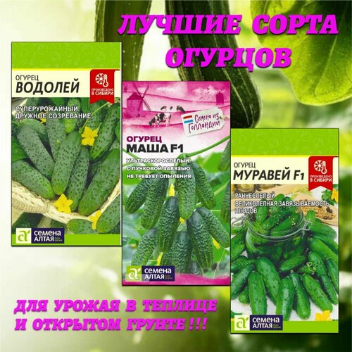 ���� ������ �������: ������ �������� ��� ������ � ������� � �� �������� ������. ������ ����� ������ ������