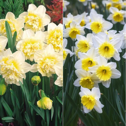 ���� TWIN ������� ICE KING 3 ��\������� ICE FOLLIES 3 ��(6 �������) ������ ������