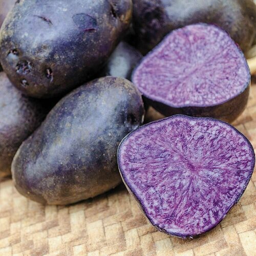  C ( !)   (Purple Explosion) / Seeds And Goods /   zip-lock   30    -     , -, 