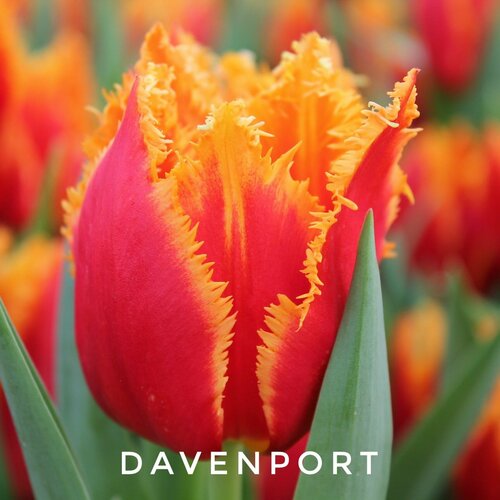 ���� �������, �������� ���� Davenport �����������,(3 ����) ������ ������