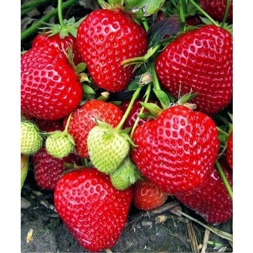 ���� ��������� ����� �������, 3 ����� ������ ������