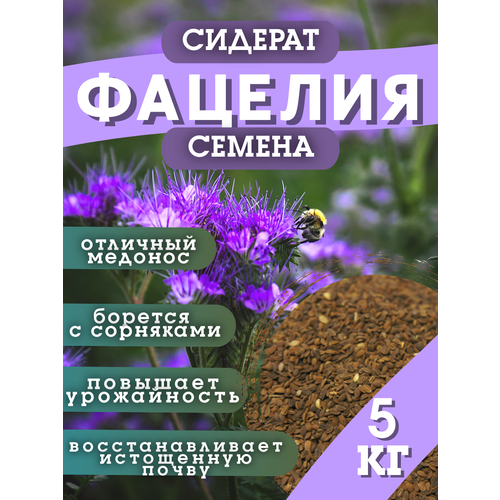 ���� ������ �������, �������, 5 �� ������ ������