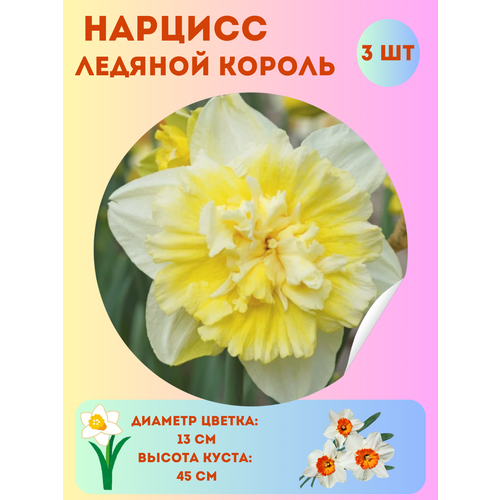 ���� ������� ������� ������, ����������� �����, �������� 3 �� ������ ������