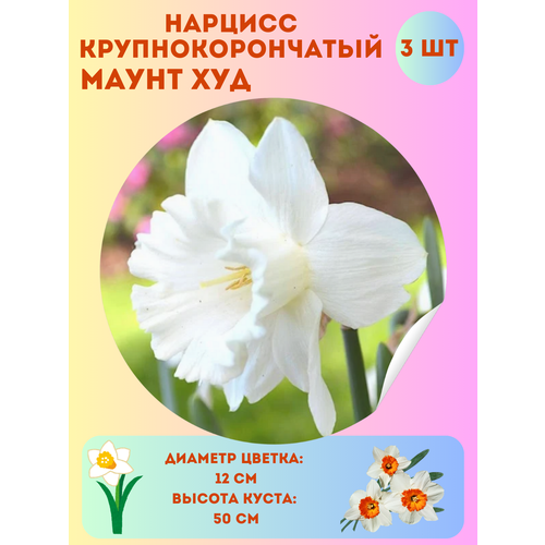 ���� ������� ����� ���, ����������� �����, �������� 3 �� ������ ������