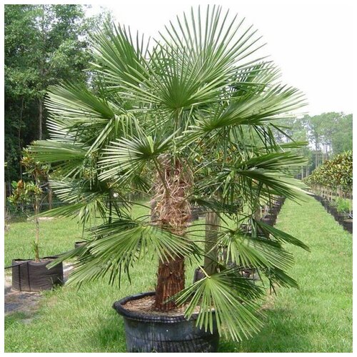 ���� ������ ������ ������ ����������� ������� 5 ��. ������ ������