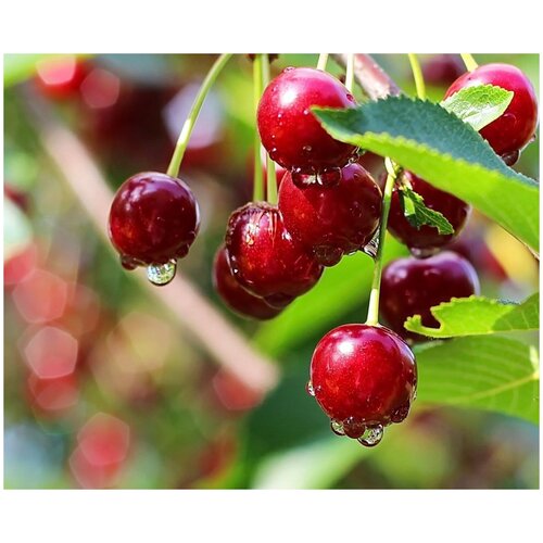    (. Prunus Cerasus)  15   -     , -, 