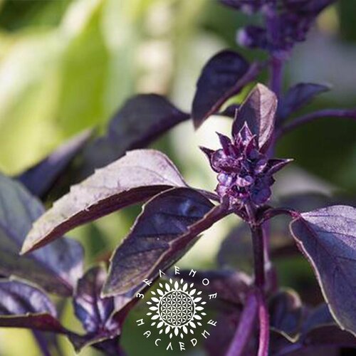     -   (. Ocimum sanctum Krishna Tulsi) 100    -     , -, 