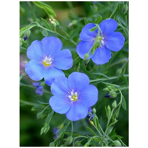      (Linum perenne), 240    -     , -, 