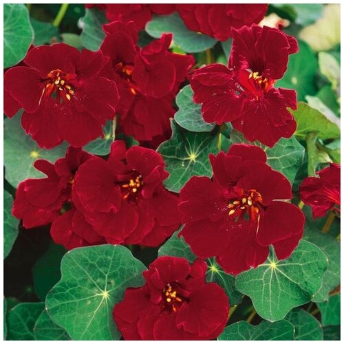 ���� ������ ������ ��������� ������� 10 ��. ������ ������