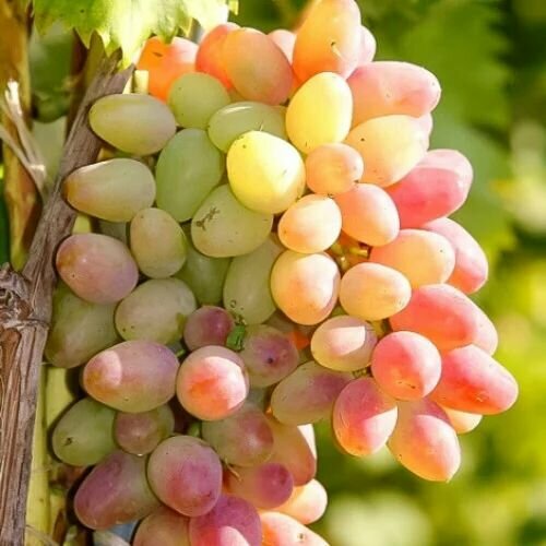 ���� �������� ������� ������ ������