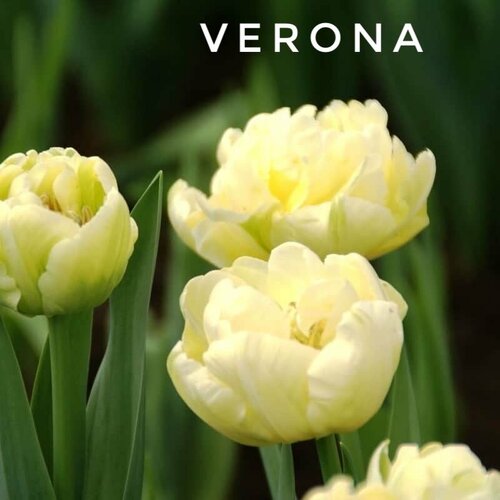 ���� �������� ����������� , �������� ���� Verona �������� (4 �����) ������ ������