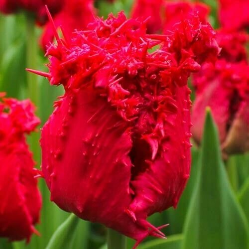 ���� ������� ����������� �������� (5 ����) / ���������� ����� ������ ������