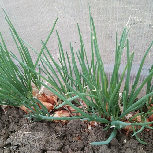 ���� ��� ����� ����������, �������� �������� ���, 5-6 ������� ��������� �� �����, ������ ���� ����������� ��������, 50 ����� ������ ������