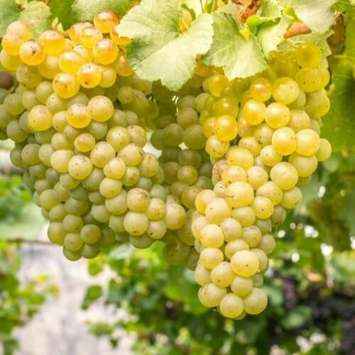 ���� �������� ������ ����� (2 ��) ������ ������