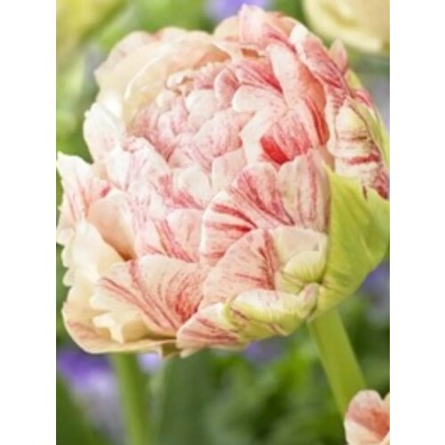 ���� �������� ������� ����� - 2 ��. ������ ������