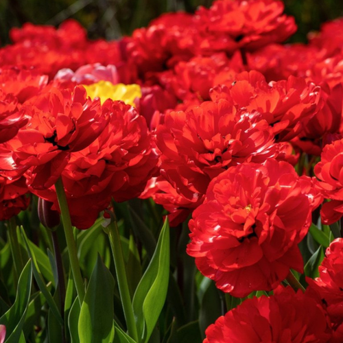 ���� �������� �������� MIRANDA ( 10 �� ) ������ ������