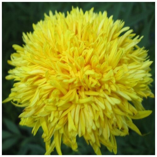 ���� ������ ������ ����� ������� ���������������� 50 ��. ������ ������